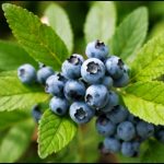 Beyond Incense: Unlock the Modern Magic of Boswellia for Health & Wellness!