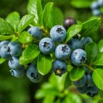 Black Cohosh: Beyond Estrogen: Find Harmony with Black Cohosh, Nature’s Menopause Ally!