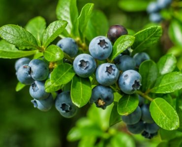 The berries and leaves are the parts of the plant that are used. Historically, bilberry has been used for a variety of conditions, including diarrhea, inflammation of the mouth, urinary problems, and diabetes. It's also been used traditionally to prevent scurvy, due to its high vitamin C content., photo