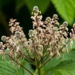 Superfood Secret: Unlock the Vision & Health Power of Bilberry! ️