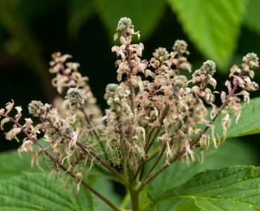 Today, black cohosh is most commonly used for menopausal symptoms, including hot flashes (also called hot flushes) and night sweats (together known as vasomotor symptoms), vaginal dryness, heart palpitations, tinnitus, vertigo, sleep disturbances, nervousness, and irritability