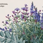 Belladonna: Benefits, Risks, and Care