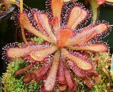 Drosera_venusta_photo image