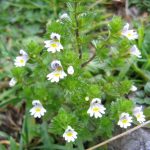 Ferrum Phosphate (Ferrum Phos) in Homeopathy: Uses, Benefits, and Side Effects