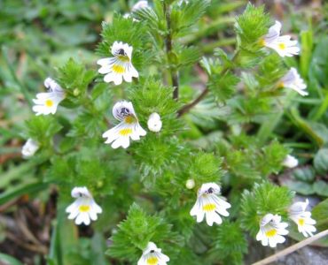 Euphrasia Augentrost