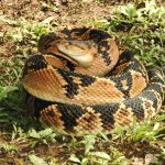 Ledum: Homeopathic Uses, Essential Oil Benefits, and Side Effects