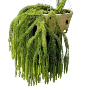 Lycopodium in homeopathy - Lycopodium