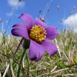 Nux Vomica: A Comprehensive Guide to Its Homeopathic Uses, Benefits, and Dosages