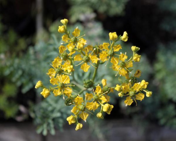 Ruta-graveolens-850-1a8a53df-640x512-600x480