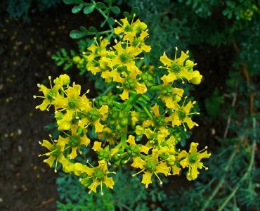 Ruta_graveolens image