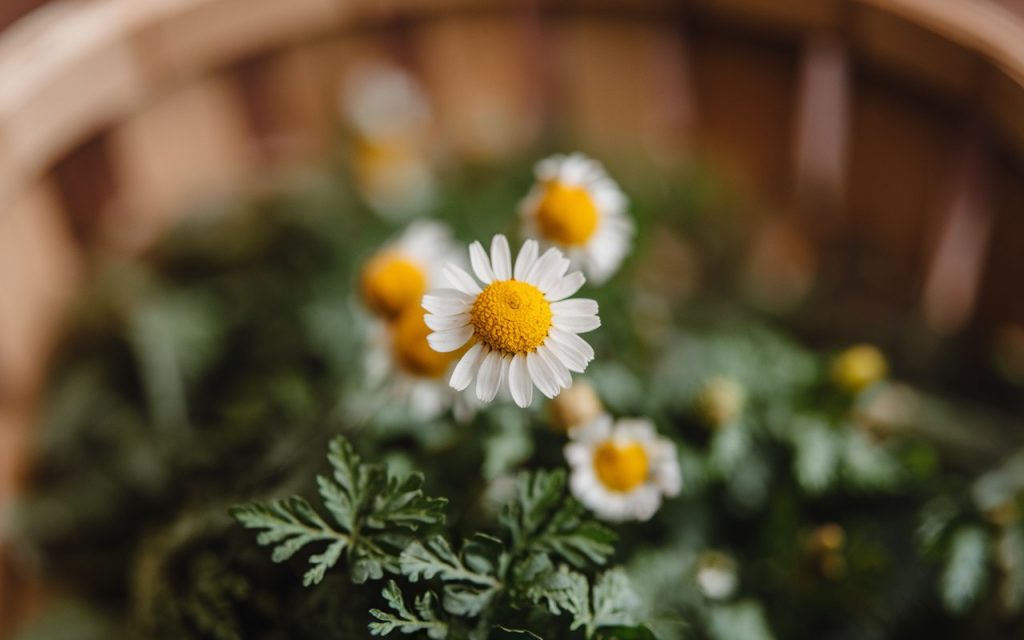 chamomile flower
