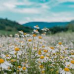 Cantharis in Homeopathy: Uses, Benefits, Dosage, and Safety