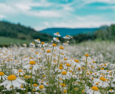 a-photo-of-a-field-of-chamomile-flowers-in-full
