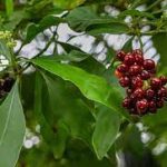 Kali Bichromicum (Kali Bich): A Comprehensive Guide to Its Uses and Safety