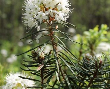 ledum faetured image