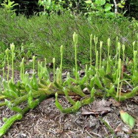lycopodium-clavatum-1