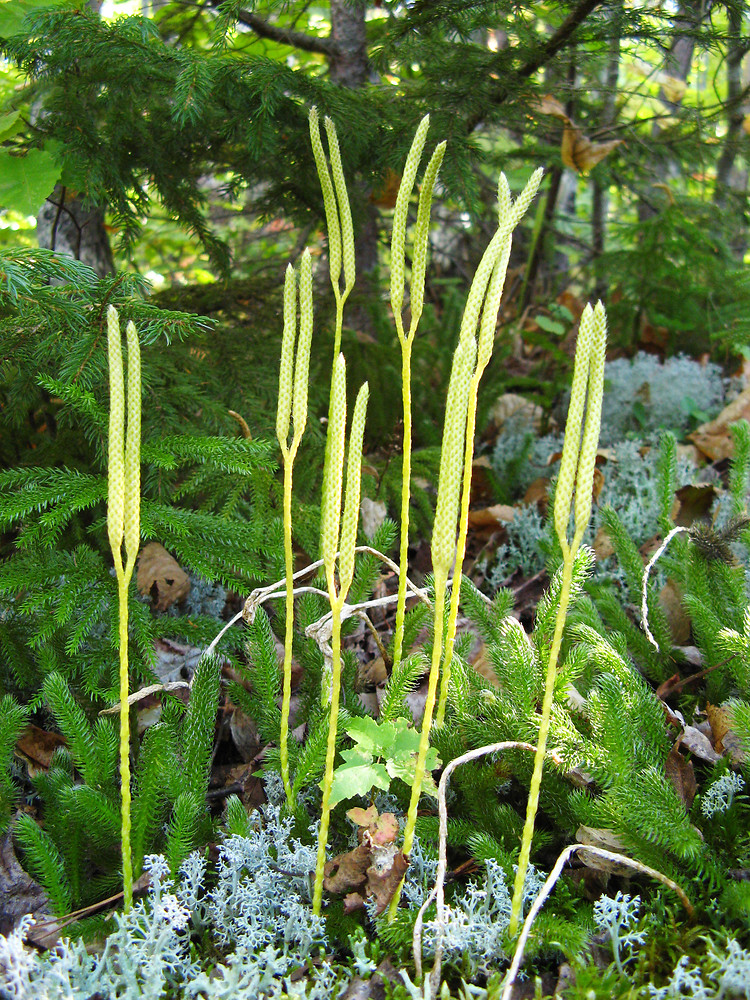 lycopodium-clavatum-sc