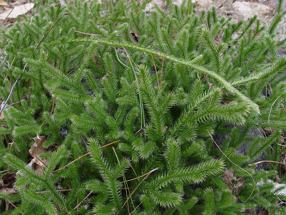 lycopodium-clavatum