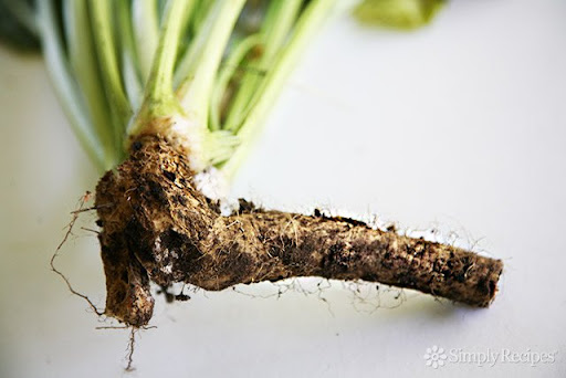 cochlearia armoracia (horseradish)