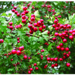 Understanding the Benefits and Uses of Meadowsweet (Filipendula ulmaria): A Comprehensive Guide for Health, Homeopathy, and Tradition