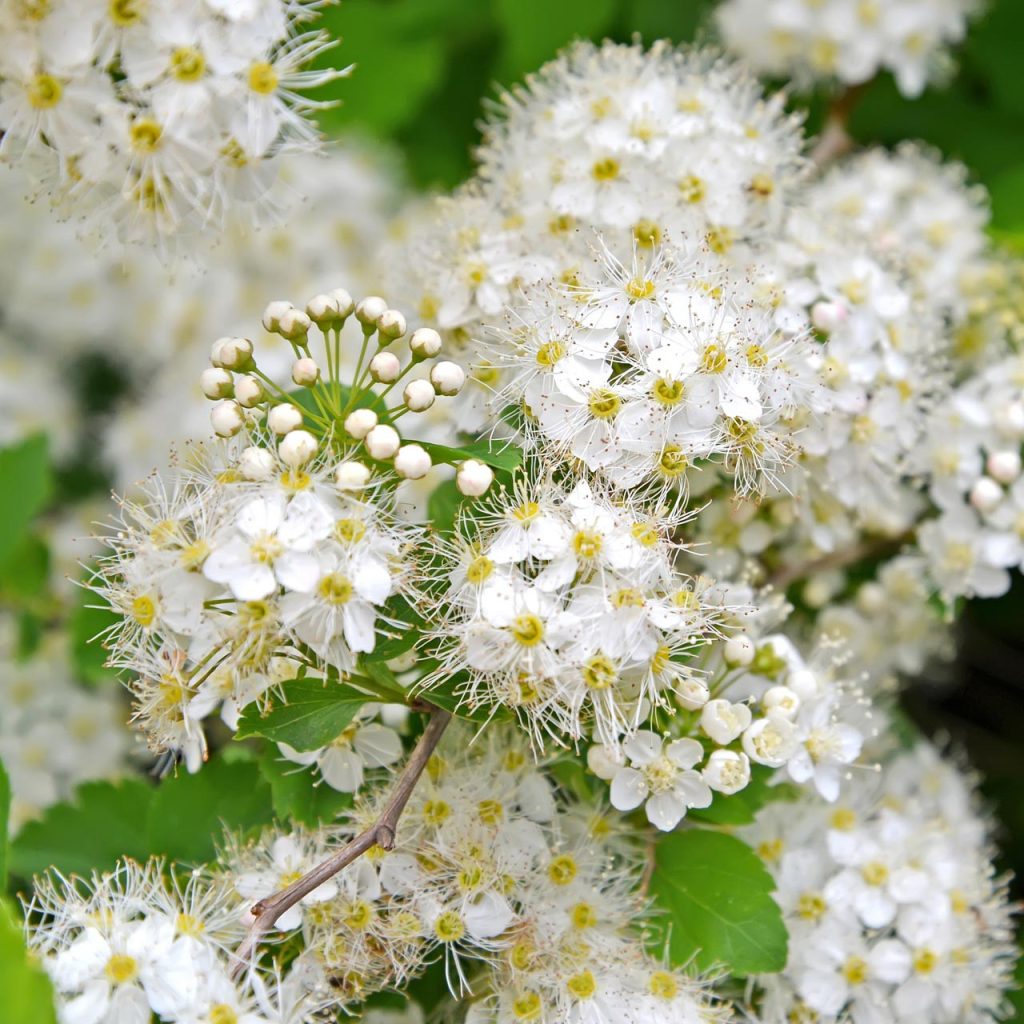 Mwadowsweet is used for fever, pain, inflammatory diseases (arthrosis, rheumatism, and arthritis), gastric disorders, liver dysfunction, and gout.