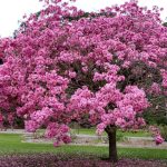 Licorice (Glycyrrhiza glabra): Benefits, Uses, and Precautions