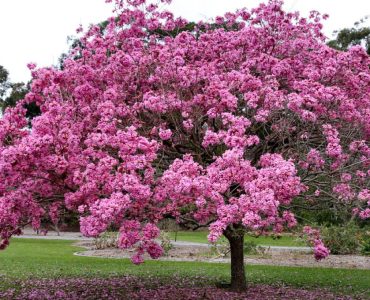 Pau-dArco-integratore-difese-immunitarie