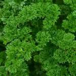 Milk Thistle (Silybum marianum): A Multifaceted Herb for Medicine, Cosmetology, and Culinary Uses