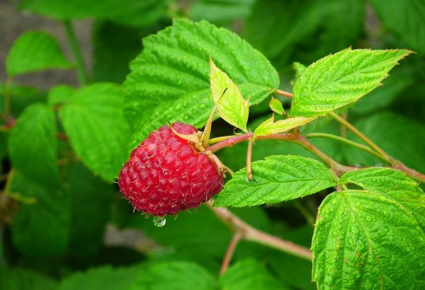 Rubus-idaeus-raspberry-leaf-plant-600x410
