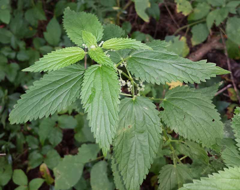 Common Nettle, Urtica dioica
