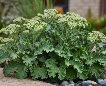 a-detailed-image-of-a-lady-s-mantle-alchemilla-vul