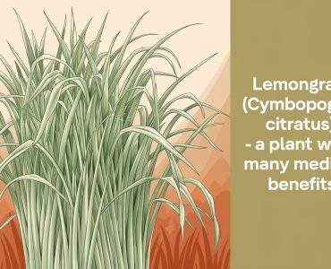 a-featured-image-with-an-illustration-of-a-lemongr-VNMXSY7wSryFyxVP8df8_g-lZ-BfE5sQtOiMFiw1iDD6Q