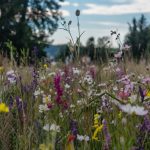 Hawthorn (Crataegus Oxyacantha): Heart Health, Anxiety Relief, and More