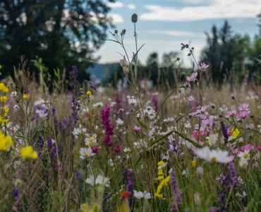 a-meadow-filled-with-wildflowers-the-flowers-are-a-CXilmo_vScSQeEop27gSjg-vxLCvPzCSByr8ZvxyBtkJg