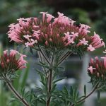 Comprehensive Guide to Cypress Essential Oil: Benefits, Uses, and Safety for Skin, Hair, and Beyond