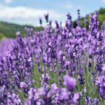 health tips for autumn: Autumn Health Hacks – Your Guide to a Healthy Fall Season