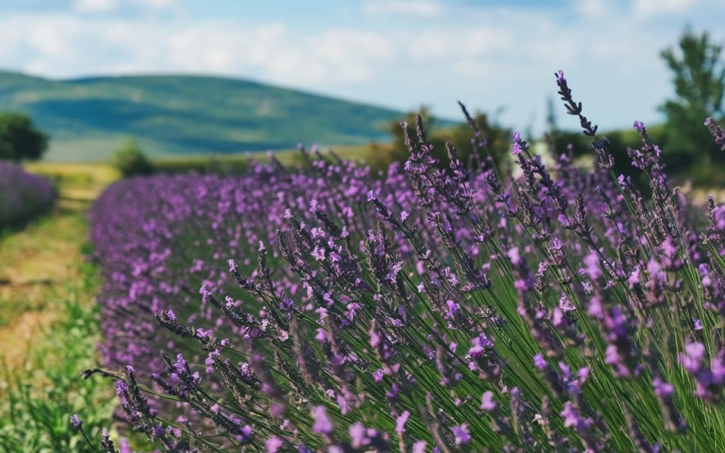 Add New Post ‹ Health and Wellbeing News — WordPress.html