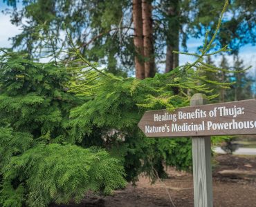 a-photo-of-a-thuja-tree-with-lush-green-needles-th-y83JTCdlQFi-LUjpS27Dmg-R-uN1QZcRgaQ_b-Qvc4dtQ