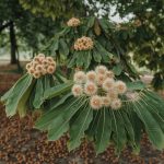 Everything You Need to Know About Lady’s Mantle (Alchemilla Vulgaris): Benefits, Uses, and Recipes