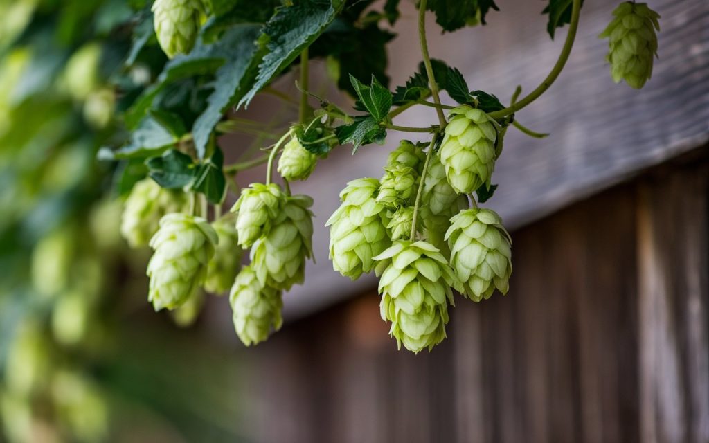 common hop
