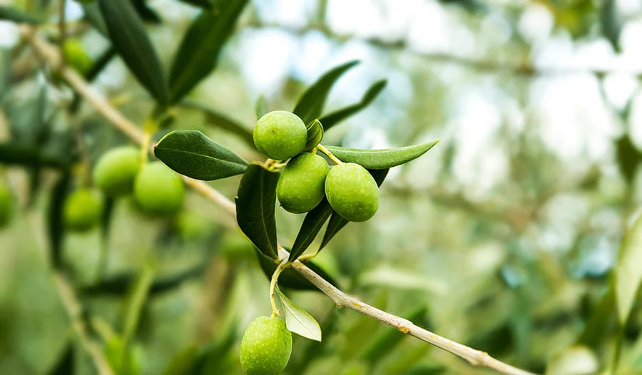 benefits-of-olive-leaf-extract-large