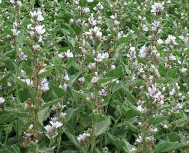 echter-eibisch-althaea-officinalis-samen~2