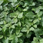 Oregano: A Flavorful Herb with Medicinal Properties