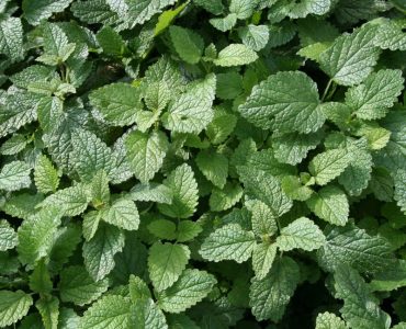 lemon balm melissa officinalis-sq-lemon-balm-