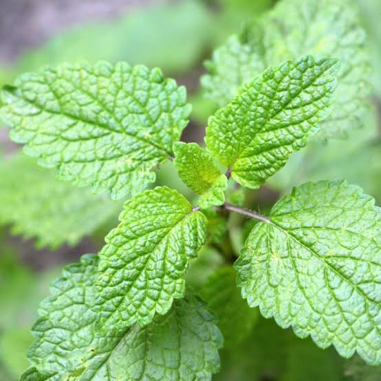 lemon balm melissa officinalis