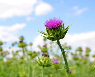 milkthistle featured image for the article about benefits and medical uses