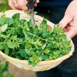 The Health Benefits of Lemon Balm (Melissa officinalis) in Medicine and Homeopathy