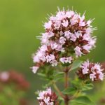 Oregano: A Flavorful Herb with Medicinal Properties