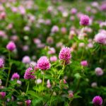 Marshmallow (Althaea officinalis): Uses, Benefits, and Precautions