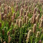 Licorice (Glycyrrhiza glabra): Benefits, Uses, and Precautions